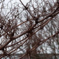 Japanese Knotweed